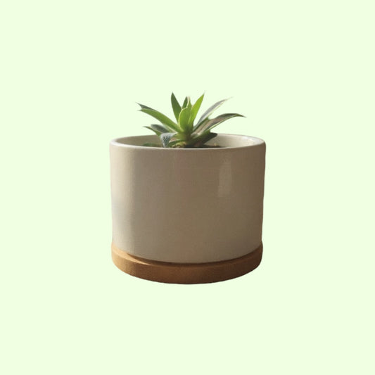 Plant Pot